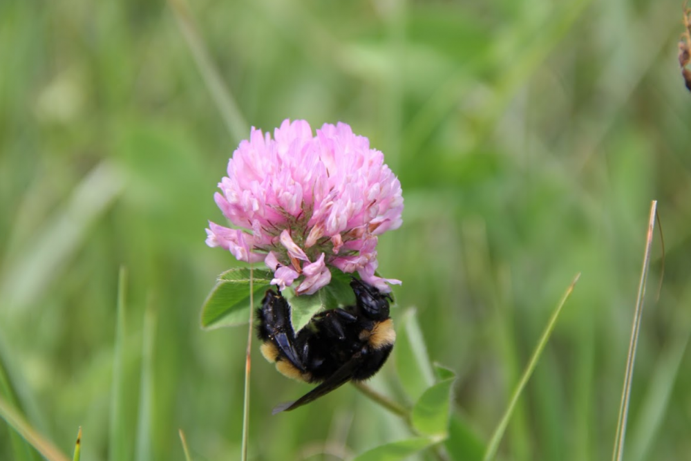 Bumble bee gathering nectar from red clover