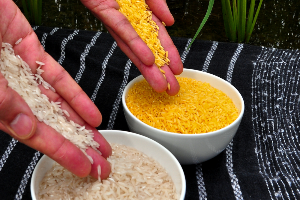 Picture of white and golden rice in two separate bowls
