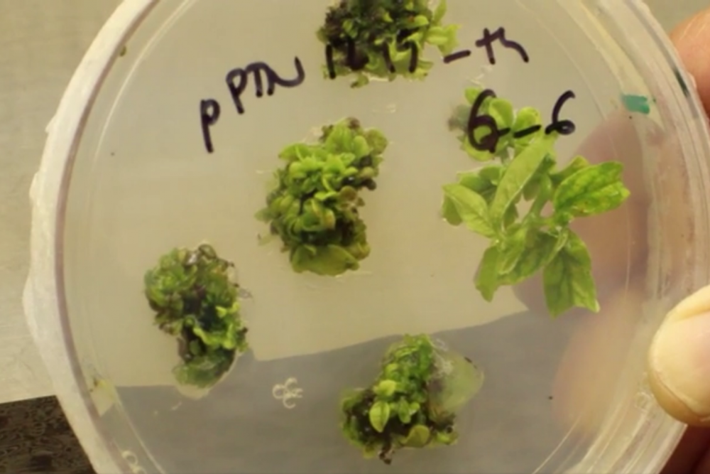 Petri dish with genetically engineered plant material