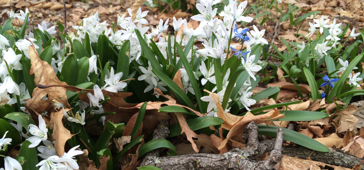 Spring flowers emerging from dead leaves
