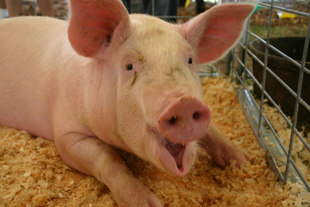 Pig laying down in a pen