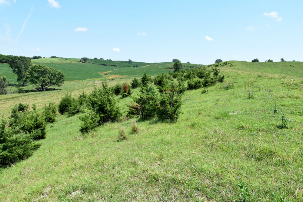 Grassland ecosystem being invaded by invasive Eastern Redcedar trees.