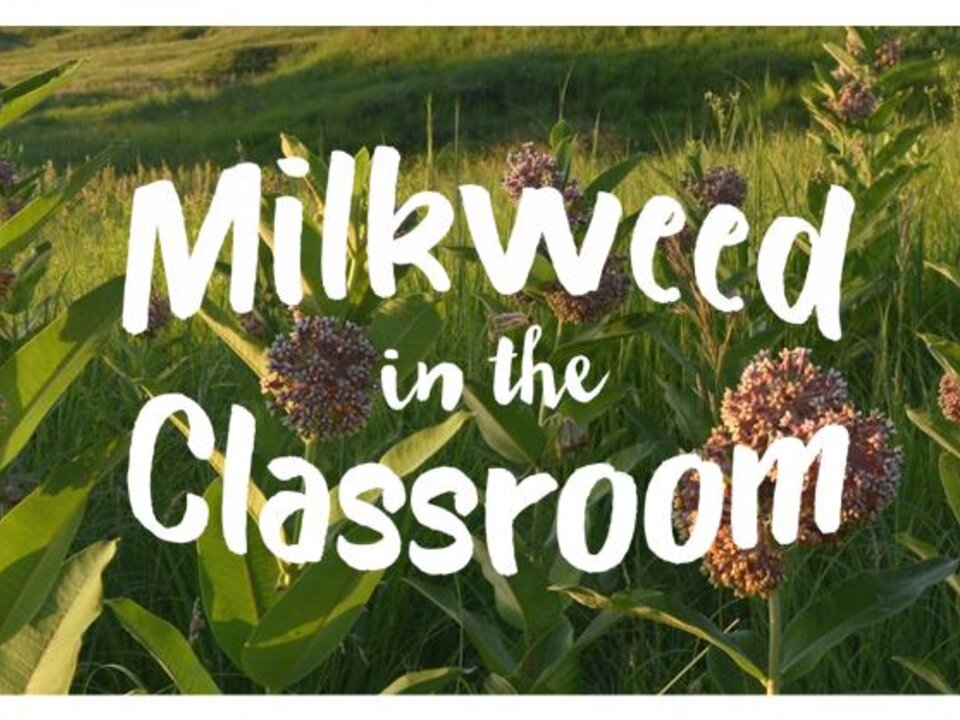 Picture of milkweed plants with Milkweed in the Classroom logo